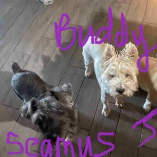 Multiple dogs receiving in-home pet sitting care together in Glendale Arizona