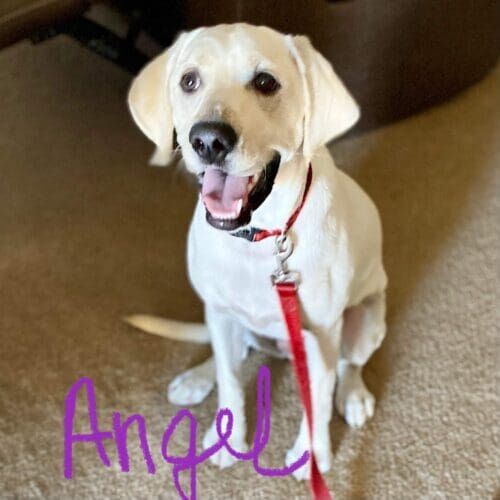 Labrador puppy named Angel practicing training skills during an at-home session in Glendale Arizona