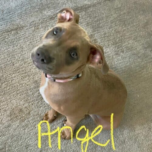 Pitbull puppy learning bite inhibition during a training session in Glendale Arizona