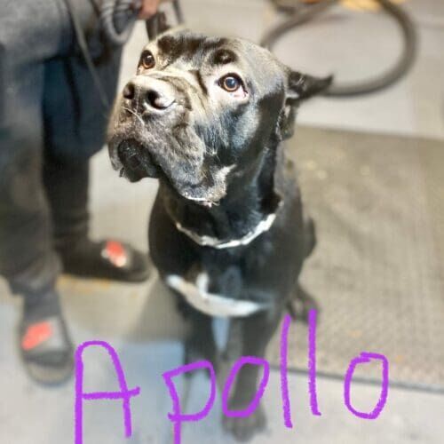 Black Cane Corso teenager Apollo needed some extra socialization and experiences to build his confidence which he received in group dog obedience classes in Glendale, AZ.