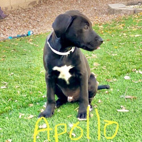 Black pitbull puppy named Apollo practicing potty training skills during an in-home session in Glendale Arizona