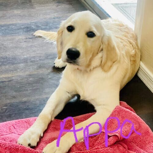 English cream retriever puppy named Appa working with new puppy owners during an in-home training session in Peoria Arizona