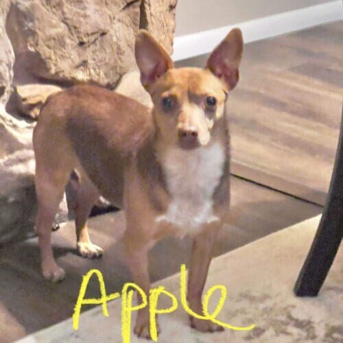 Rescue dog named Apple building confidence through reward-based training for fearful and insecure behavior in Peoria Arizona