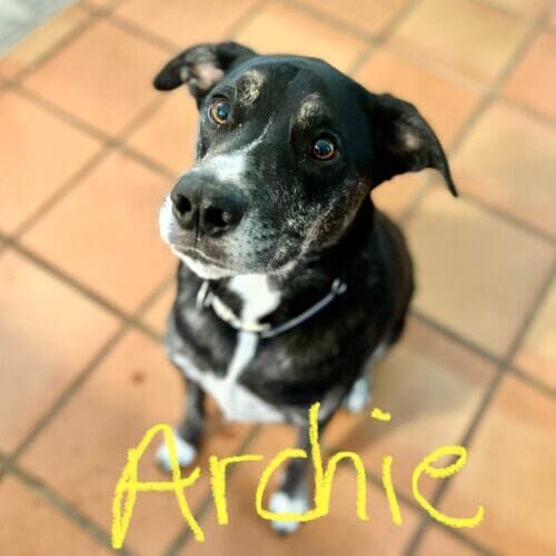 Dog named Archie enjoying daily dog walking sessions in Glendale Arizona