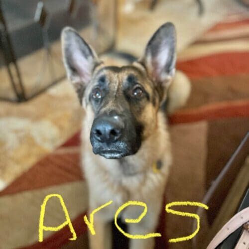 German shepherd named Ares working on leash training for reactive behavior in Glendale Arizona