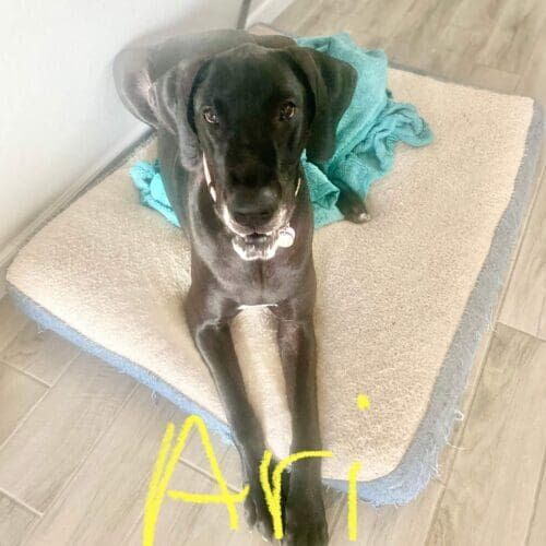 Great Dane named Ari receiving in-home pet sitting care in Phoenix Arizona