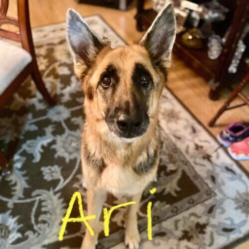 German shepherd puppy named Ari practicing human and space boundary control skills during an in-home session in Peoria Arizona