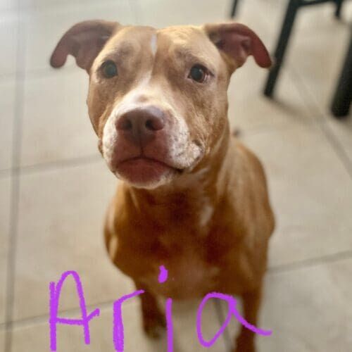 Pitbull named Aria participating in in-home dog training in Glendale Arizona