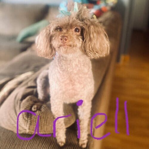 Mini Poodle puppy Ariell during some much needed in home puppy potty and crate training in Phoenix, AZ.