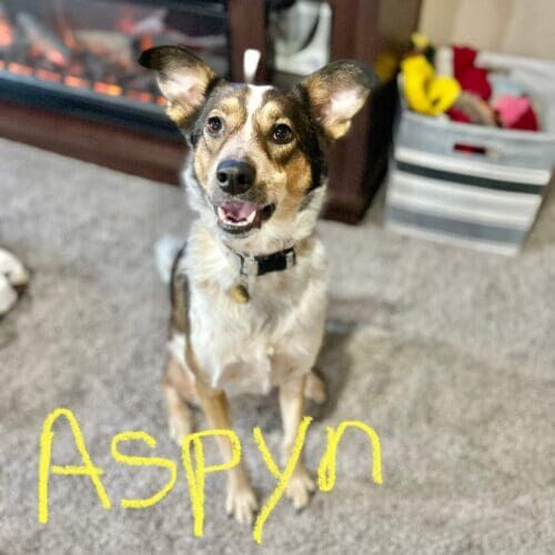Fearful dog named Aspyn building confidence through positive reinforcement training in Glendale Arizona
