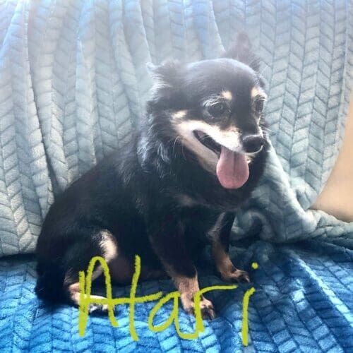 Chihuahua named Atari staying during a dog boarding visit in Glendale Arizona