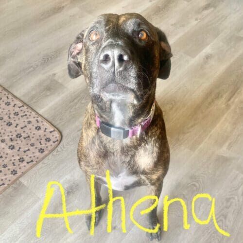 Boxer named Axel receiving professional bonded and insured pet sitting care in Peoria Arizona