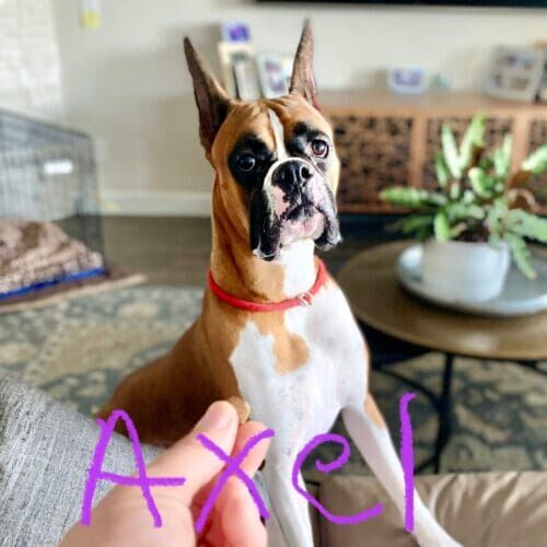 Westminster Best In Show Dog Boxer Axel during his 24 hour live in overnight pet sitting service by bonded and insured pet sitters in Peoria, AZ.