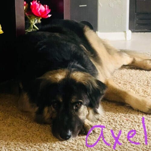 German shepherd named Axel staying during a dog boarding visit in Glendale Arizona