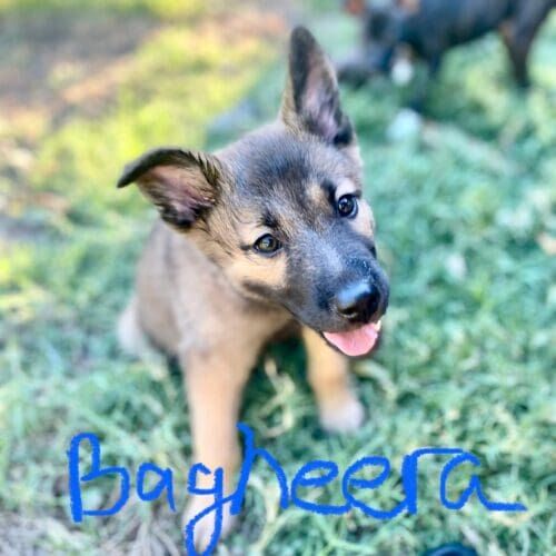 German shepherd puppy named Bagheera from Arizona Humane Society playing in the grass during foster care in Glendale Arizona