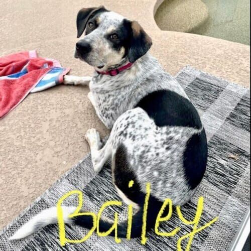 Cattle dog mix puppy Bailey needed a little extra help with positive dog socialization and manners in Glendale, AZ.