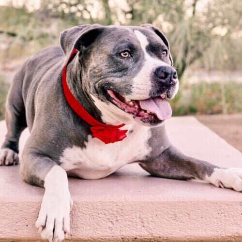 Kristie Halverson's personal dog, a blue nose bully mix, laying down during a dog photoshoot in Glendale, AZ.