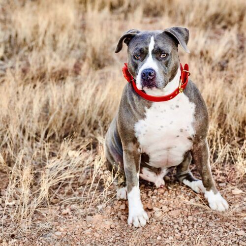 Kristie Halverson's personal dog, a blue nose bully mix, sitting during a dog photoshoot in Peoria, AZ.