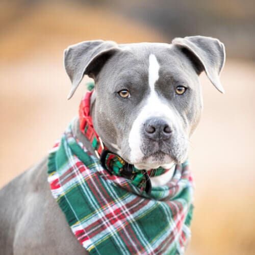 Kristie Halverson's personal dog, a blue nose bully mix, close up professional dog photography in Glendale, AZ.