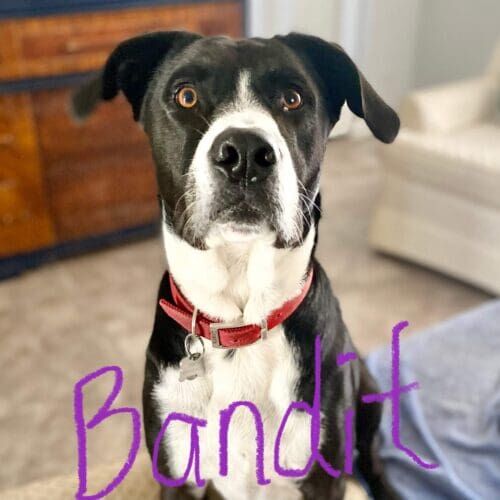 Pitbull mix named Bandit working on behavior modification training in Glendale Arizona