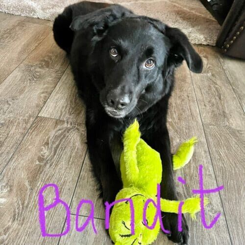 Black lab Bandit enjoying his toy as reinforcement during his in home behavior modification dog training in Phoenix, AZ.