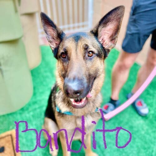 German Shepherd Bandito looking so handsome after a luxury dirty dog bath and deshedding treatment in Arrowhead Ranch, AZ.