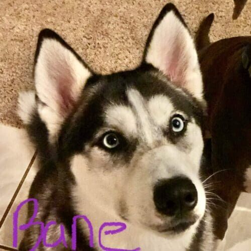 Husky named Bane staying during a dog boarding visit in Glendale Arizona