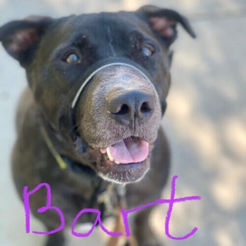 Bully mix named Bart participating in leash reactivity training in Glendale Arizona