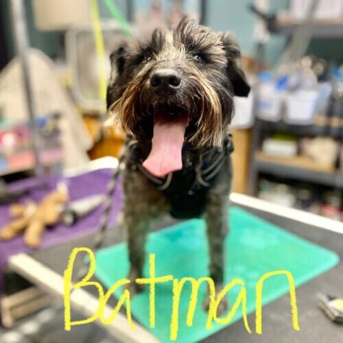 Dog named Batman receiving nail grinding during a grooming visit in Glendale Arizona.