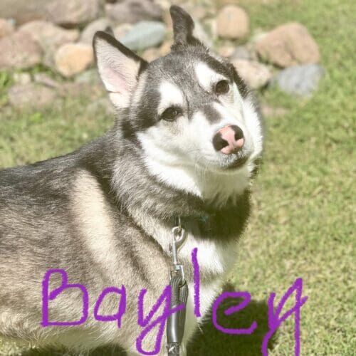 Husky named Bayley enjoying a midday dog walking session in Glendale Arizona