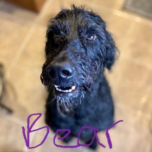 Black lab mix named Bear receiving overnight in-home pet sitting care in Litchfield Park Arizona