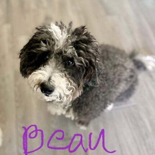 Labradoodle named Beau working on in-home behavior training in Glendale Arizona