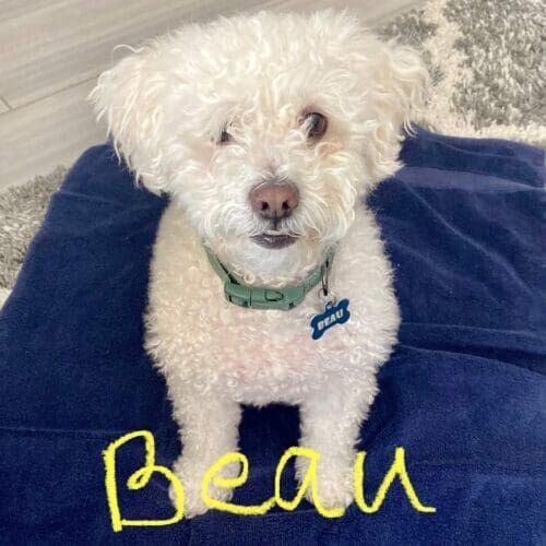 Dog named Beau receiving special needs pet sitting care including insulin injections in Peoria Arizona