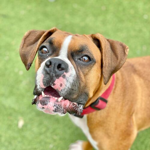 Boxer participating in socialization training in Glendale Arizona