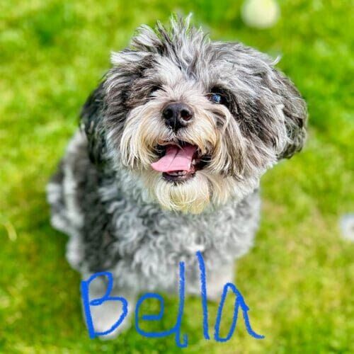 Aussiedoodle puppy named Bella practicing recall training skills during an in-home session in Glendale Arizona