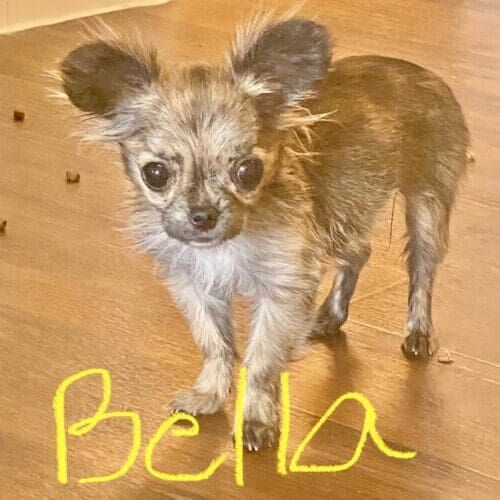 Long hair chihuahua puppy Bella receiving potty training assistance in Peoria, AZ.