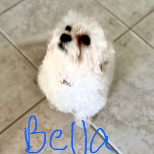 Puppy named Bella learning potty training during a structured session in Glendale Arizona