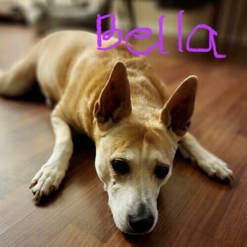Senior pitbull mix named Bella receiving in-home pet sitting care in Glendale Arizona