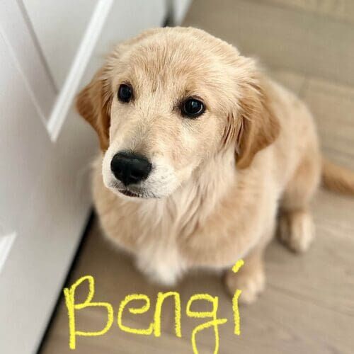 English cream retriever puppy named Bengi practicing resource guarding avoidance skills during an in-home session in Peoria Arizona
