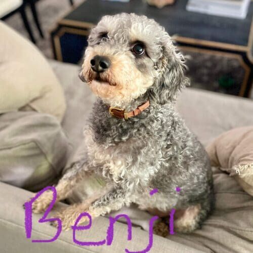Poodle mix named Benji receiving overnight in-home pet sitting care in Phoenix Arizona