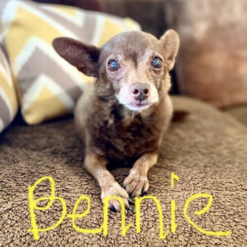Chihuahua named Bennie receiving 24-hour live-in pet sitting care in Phoenix Arizona