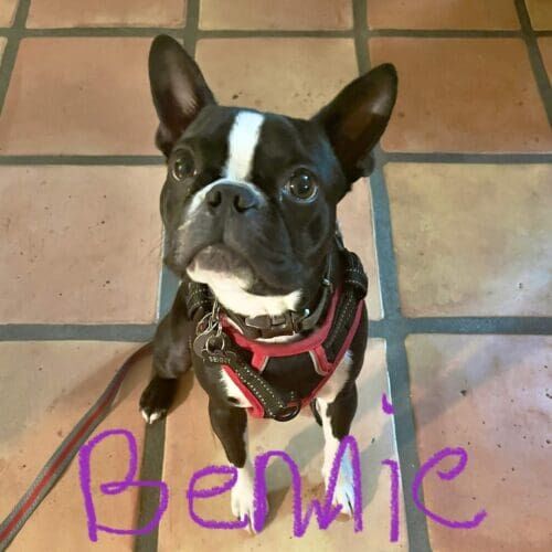 Boston terrier puppy named Bennie practicing leash training skills during an in-home session in Phoenix Arizona