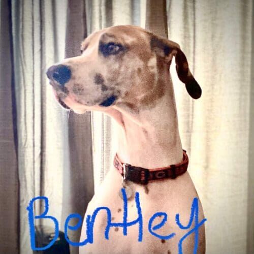 Great Dane named Bentley working on leash reactivity and no-pull walking skills in Phoenix Arizona