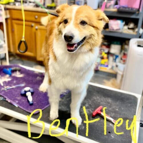 Dog named Bentley receiving grooming and nail grinding during a grooming visit in Glendale Arizona.