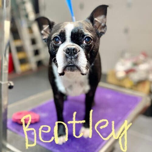 Fearful Pit Bull named Riot receiving nail trimming desensitization training during a grooming visit in Glendale Arizona.