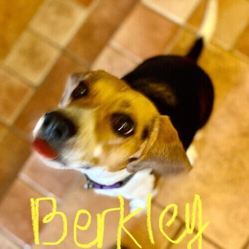 Beagle named Berkley working on leash reactivity training in Glendale Arizona