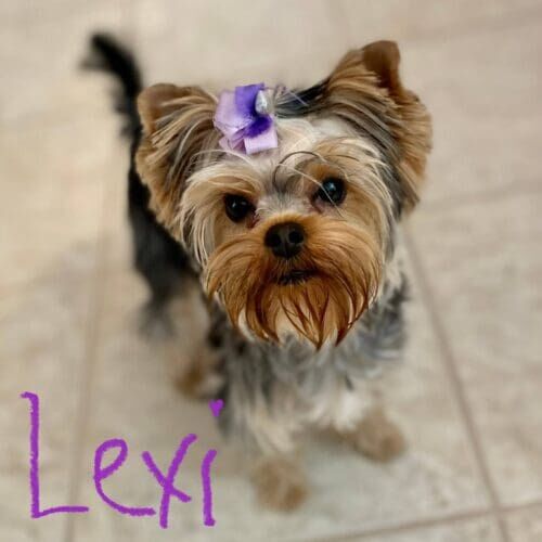 Lexi, the yorkie puppy, showed even teeny tiny puppy's can excel with at home positive reinforcement puppy training in Phoenix, AZ.