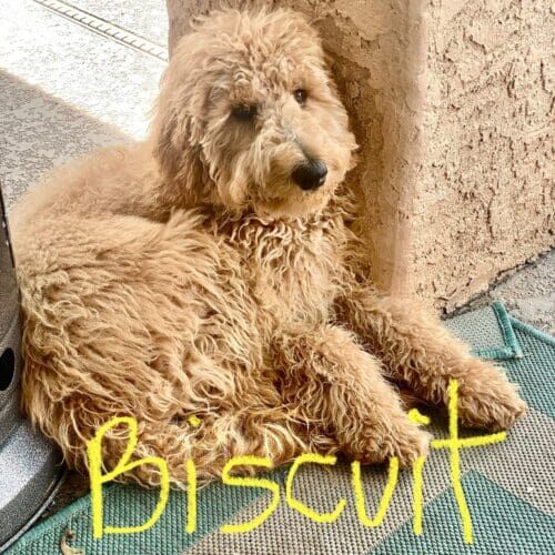 Goldendoodle puppy named Biscuit participating in a board and train program in Glendale Arizona