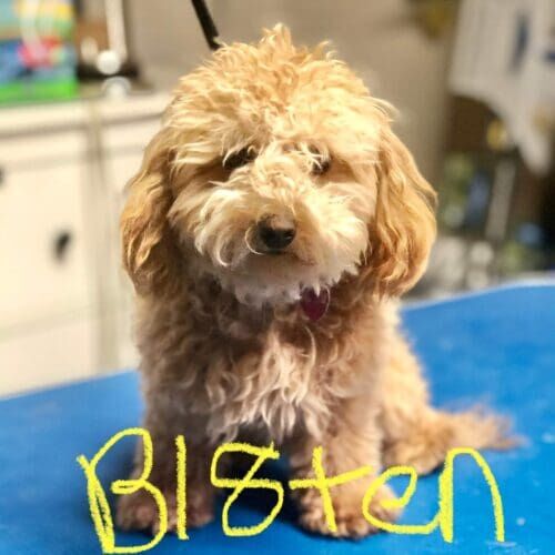 Puppy Bl8ten experiencing his first grooming session using positive reinforcement in Glendale Arizona