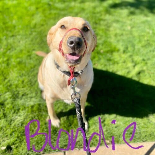 Labrador retriever named Blondie learning loose leash walking and no-pull behavior in Vistancia Arizona